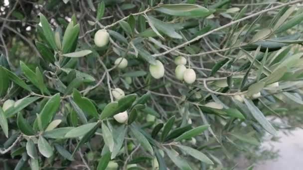 Mediterranean Organic Olives Its Tree Branch High Quality Video — Stock Video