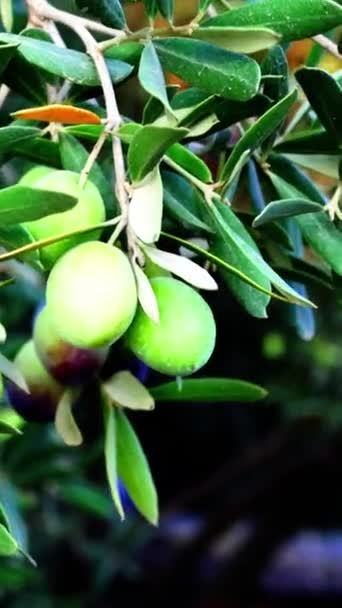 Mediterrane Bio Oliven Auf Seinem Zweig Video Hoher Qualität — Stockvideo