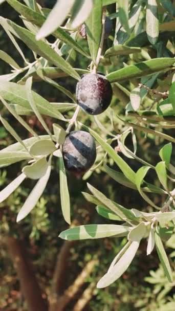 Ağaç Dalında Akdeniz Organik Zeytinleri Yüksek Kaliteli Video — Stok video
