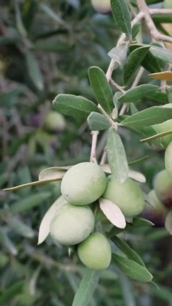 Olives Biologiques Méditerranéennes Sur Branche Arbre Vidéo Haute Qualité — Video