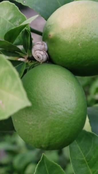 Escargot Sur Citron Fermer Vert Tilleul Swing Par Vent Avec — Video