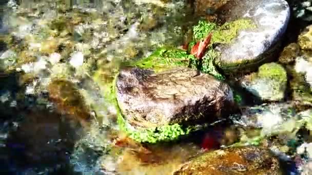 マウンテンストリームの石を閉じる 高品質の4K映像 — ストック動画