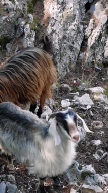 Gün batımında Rocky Dağlarında Dağ Keçileri. Aladag. Hindi. Yüksek kalite 4k görüntü