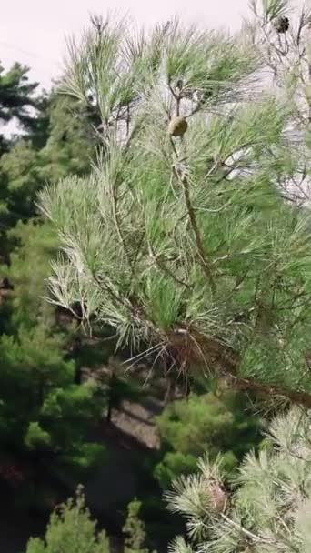 Молодая Зеленая Лиственница Конусы Ветке Дерева Зеленые Летние Иглы Высококачественные — стоковое видео