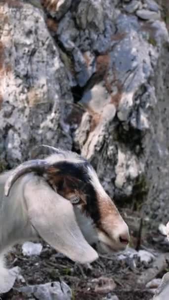 Κατσίκες Στα Βραχώδη Όρη Στο Σάνσετ Αλάνταγκ Τουρκία Υψηλής Ποιότητας — Αρχείο Βίντεο