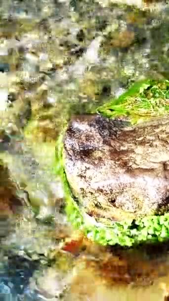 Kamień Górskim Strumieniu Bliska Wysokiej Jakości Materiał — Wideo stockowe