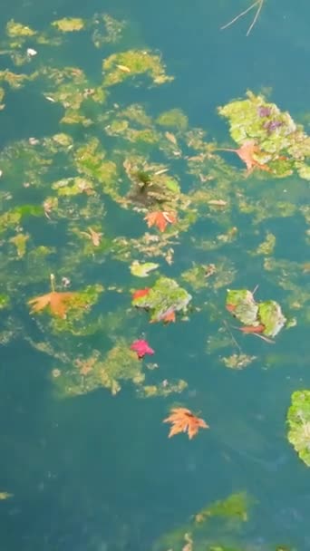 Autumblaadjes Naalden Het Water Nationaal Park Hoge Kwaliteit Beeldmateriaal — Stockvideo
