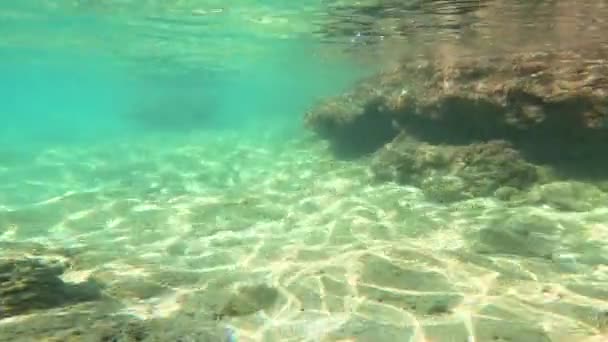 许多小鱼在海中的水下群居 黑海野生动物的场景 一大群小鱼在阳光下在蓝色的水里游泳 — 图库视频影像