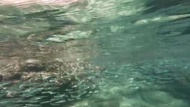 Myriády Malých Ryb Plavání Čistém Mělkém Moři Vedle Skal Pohled — Stock video