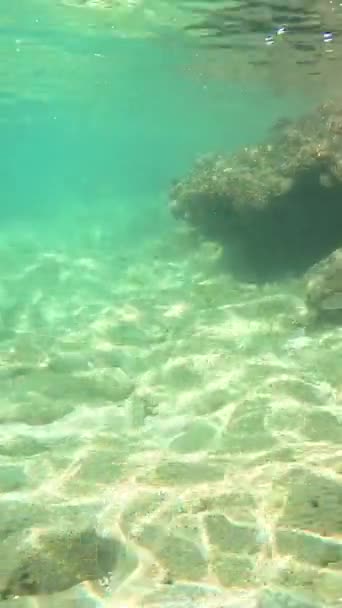 许多小鱼在海中的水下群居 黑海野生动物的场景 一大群小鱼在阳光下在蓝色的水里游泳 — 图库视频影像