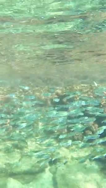 Πολλά Μικρά Ψάρια Στη Θάλασσα Κάτω Από Την Αποικία Ψαριών — Αρχείο Βίντεο