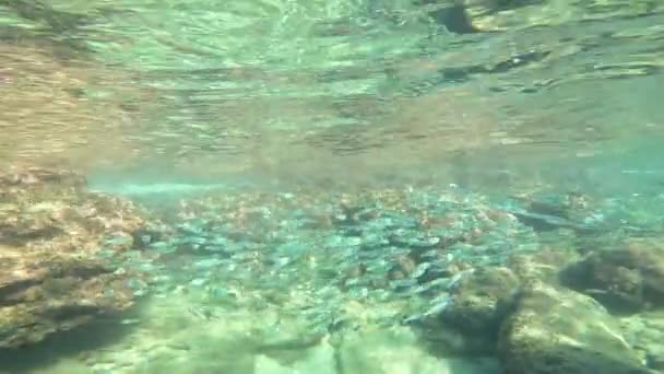 Πολλά Μικρά Ψάρια Στη Θάλασσα Κάτω Από Την Αποικία Ψαριών — Αρχείο Βίντεο