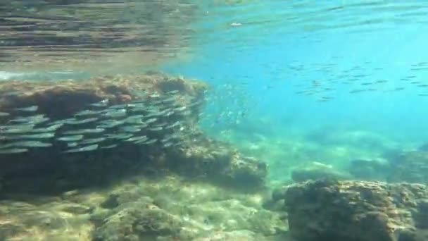 在阳光明媚的日子里 在清澈的海水中 一大群明亮的小鱼在近岸的水下岩石的映衬下 在波浪中游动 — 图库视频影像