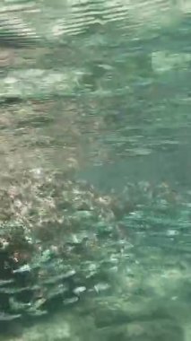 Kayaların yanındaki açık ve sığ denizde yüzen sayısız küçük balık, güzel güneşli bir günde su kıyısının yukarısından 4k manzara. Yüksek kalite 4k görüntü