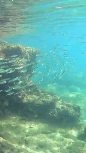 在阳光明媚的日子里 在清澈的海水中 一大群明亮的小鱼在近岸的水下岩石的映衬下 在波浪中游动 — 图库视频影像