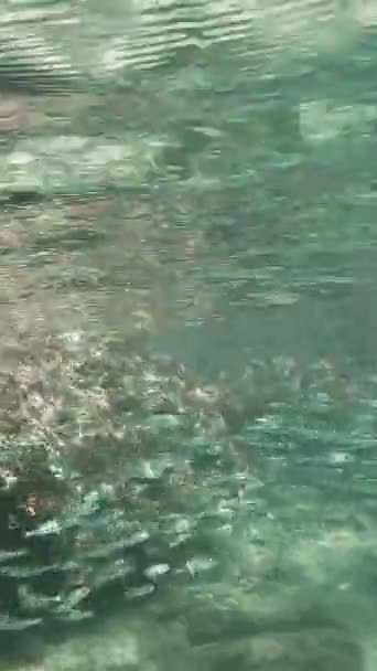 Μυριάδες Μικρά Ψάρια Κολυμπούν Στην Πεντακάθαρη Ρηχή Θάλασσα Δίπλα Βράχια — Αρχείο Βίντεο