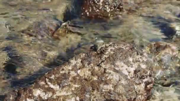 Malý Krab Proplouvá Skalnatým Terénem Ukázkou Jemnosti Přírody Každý Pohyb — Stock video