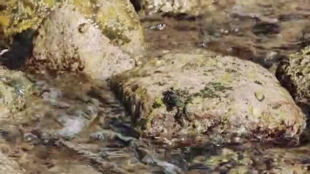 Los Cangrejos Chocan Contra Una Piedra Junto Océano Hábitat Natural — Vídeos de Stock