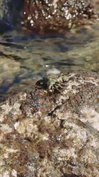 Petit Crabe Navigue Sur Terrain Rocheux Une Démonstration Subtilité Des — Video