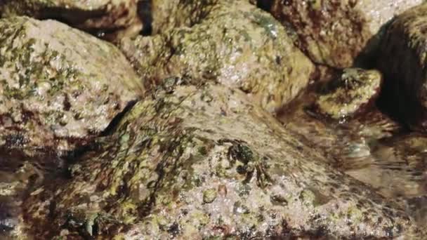 Einem Flachen Felspool Plätschert Das Wasser Sanft Über Eine Felsoberfläche — Stockvideo