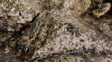 Küçük yengeç, bir parça deniz yaban hayatı, bir kayayla besleniyor. Dalgalar çevreyi silip süpürüyor, vahşi yaşam etkileşimlerini vurguluyor. Kayalıklarda, bu vahşi yaşam manzarası doğal olarak sergilenir.
