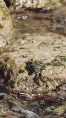 Yengeçler, doğal habitatları olan okyanus kıyısındaki bir taşın üzerine sıçarlar. Kıyıdaki her taş yengeçlerin oyun alanıdır. Taşların arasında, yengeçler etkileşime girer, okyanusların ekosistemini ortaya çıkarır.