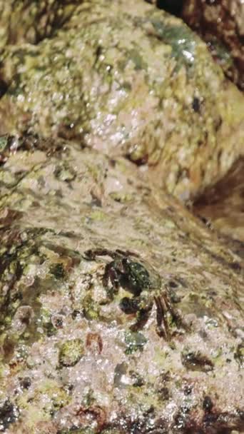 Una Piscina Roca Poco Profunda Agua Ondea Suavemente Sobre Una — Vídeo de stock