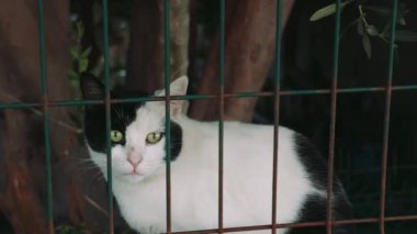  Sergideki evsiz kediler, her ev kedisi ev hasreti çekiyor. Evcil kediler evlat edinilmeyi bekler, aşk için bir şans. Her kafeste evcil kedi, ilgili bir sahibinin olması umuduyla..