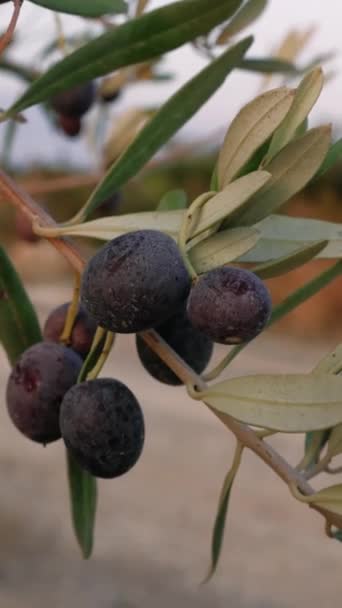Umweltfreundliche Schwarze Oliven Baumeln Einem Olivenzweig Symbol Der Biologischen Landwirtschaft — Stockvideo