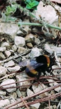 Orman tanecikleri ve taşlar üzerindeki yaban arısı, ekosisteme bir göz atmak. Yaban arılarının ekosistemle etkileşimde bulunduğu doğanın karmaşıklığı. Doğadaki yaban arısı, orman ekosisteminin hayati bir parçası..