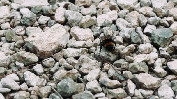 Bumblebee Floresta Mostra Biologia Estudo Entomologia Caminhando Sobre Grãos Pedras — Vídeo de Stock