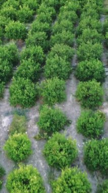 Hava görüntüsü meyve bahçesinde limon ağacı yetiştirildiğini gösteriyor. Limon ağacı ekimi sürdürülebilir tarım yöntemleri gösterir. Bahçede limon ağaçları yetiştirmek, biyolojik çeşitliliği geliştirmek.. 