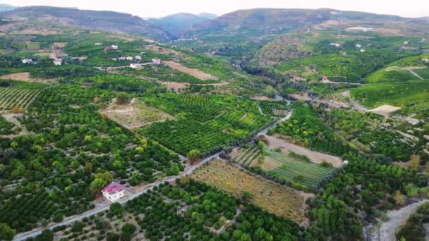 Turecké Údolí Citronem Mandarinkami Obhospodařování Mezi Horami Obhospodařování Zelených Ovocných — Stock video