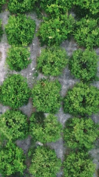 Luftaufnahme Einer Zitrusfruchtplantage Mersin Die Eine Farmlandschaft Zeigt Zitrusfrüchte Plantage — Stockvideo