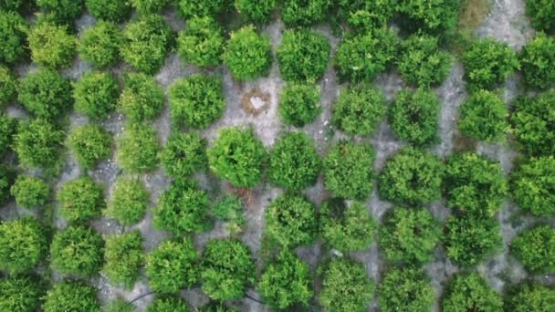 Luftaufnahme Des Zitronenhains Zeugnis Eines Gesunden Lebensstils Der Anbau Von — Stockvideo