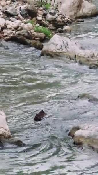 Trozo Madera Flotando Río Montaña Tejiendo Entre Piedras Bosque Flotando — Vídeos de Stock