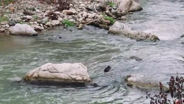 Trozo Madera Flotando Río Montaña Tejiendo Entre Piedras Bosque Flotando — Vídeos de Stock
