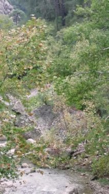 Sonbahar boyunca kanyondaki dağ nehri, ideal bir seyahat noktası. Dağ nehri boyunca sonbahar renklerine tanıklık etmek için seyahat edin. Gezginler sonbahar kanyonunda dağ nehirini keşfeder..