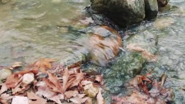 Ekoloji temiz dağ akıntısına odaklanır ve hızla taşları geçer. Temiz akarsu, bozulmamış ekolojinin sembolü, dağlarda akıyor. Dağ ekolojisi taşların üzerinde açık ve hızlı akışla sergilenir..