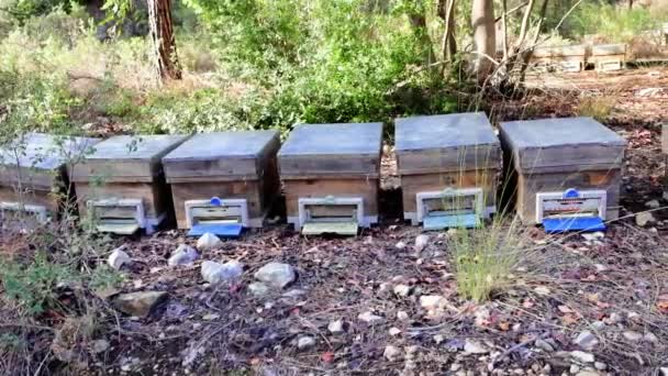 Organic Apiary Mountain Forest Clearing Showcasing Organic Beekeeping Serene Organic — Stock Video