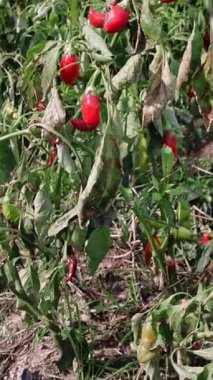 Güneşli meyve bahçesinde organik kırmızı biberler, taze sebzelerin büyümesinin bir örneği. Canlı organik sebze gösterisi, güneşli bir gün. Sağlıklı, organik sebze yetiştirme, kırmızı biberler doğal ışıkta.