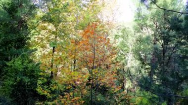 Sonbahar orman sahnesi, turuncu, sarı ve yeşil renkli yapraklar. Güneşli sonbahar manzarası, renkli yapraklar, sakin bir park. Canlı sonbahar manzarası, renkli ağaçlar, sakin doğa..