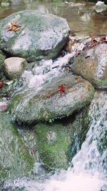 Dağ akıntısı yavaşça taşların üzerinden akar, sakin doğa manzarası. Dağ deresine yakın, su taşları okşuyor, huzur dolu. Sakin dağ deresi, berrak suyun altındaki taşlar, doğal durgunluk.. 