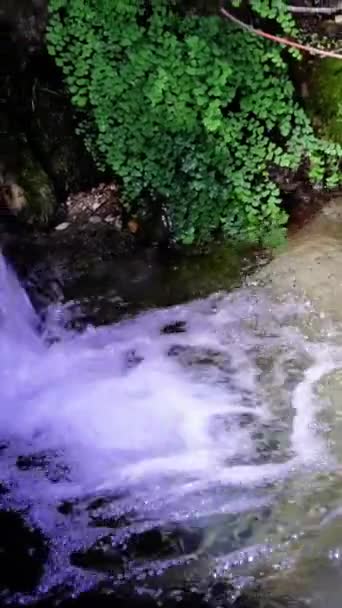 Serene Creek Naturalnym Otoczeniu Symbolizującym Spokój Ekologię Crystal Creek Przepływa — Wideo stockowe