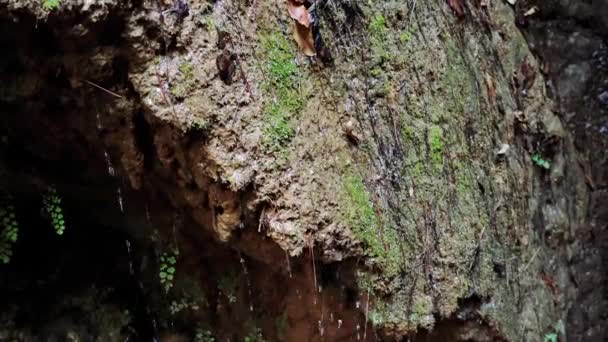 Gouttes Cascade Sur Roche Recouverte Mousse Mélangeant Les Éléments Nature — Video