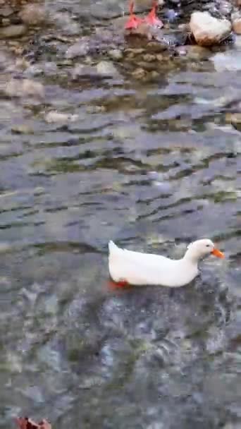 Ganso Blanco Nadando Río Arriba Desafiando Las Corrientes Del Río — Vídeo de stock