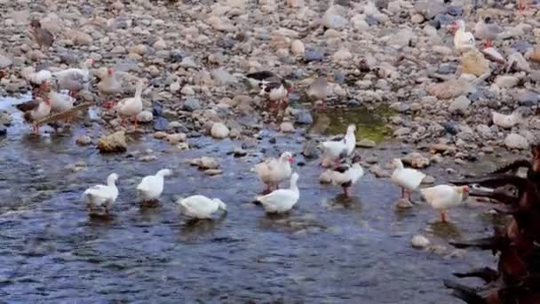 오리와 평화롭게 강에서 고요한 전망에 Geese와 Cohabit 조용하고 아름다운 수수께끼 — 비디오