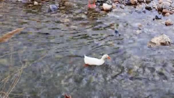 Ganso Branco Nadar Rio Acima Desafiando Correntes Fluviais Ganso Branco — Vídeo de Stock