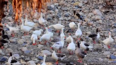 Nehir kıyısı kazlarla dolup taşıyor, sakin bir gösteri. Nehirlerde akın eden kazlar, sakin bir manzara. Nehir kıyısı kazlarla dolu, doğa severlerin sevdiği bir yer. Yüksek kalite 4k görüntü