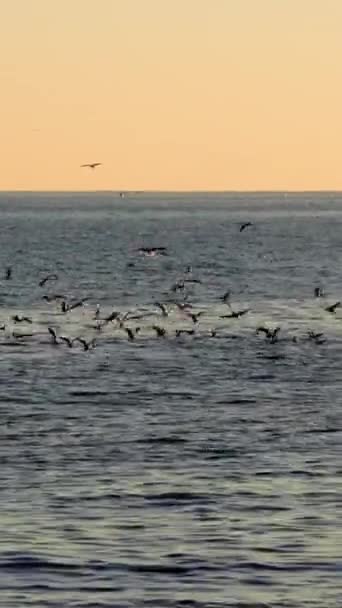 고요한 장면에 Seagulls 미끄러지는 갈매기 Seagulls 평화롭고 장엄한 바다에 — 비디오